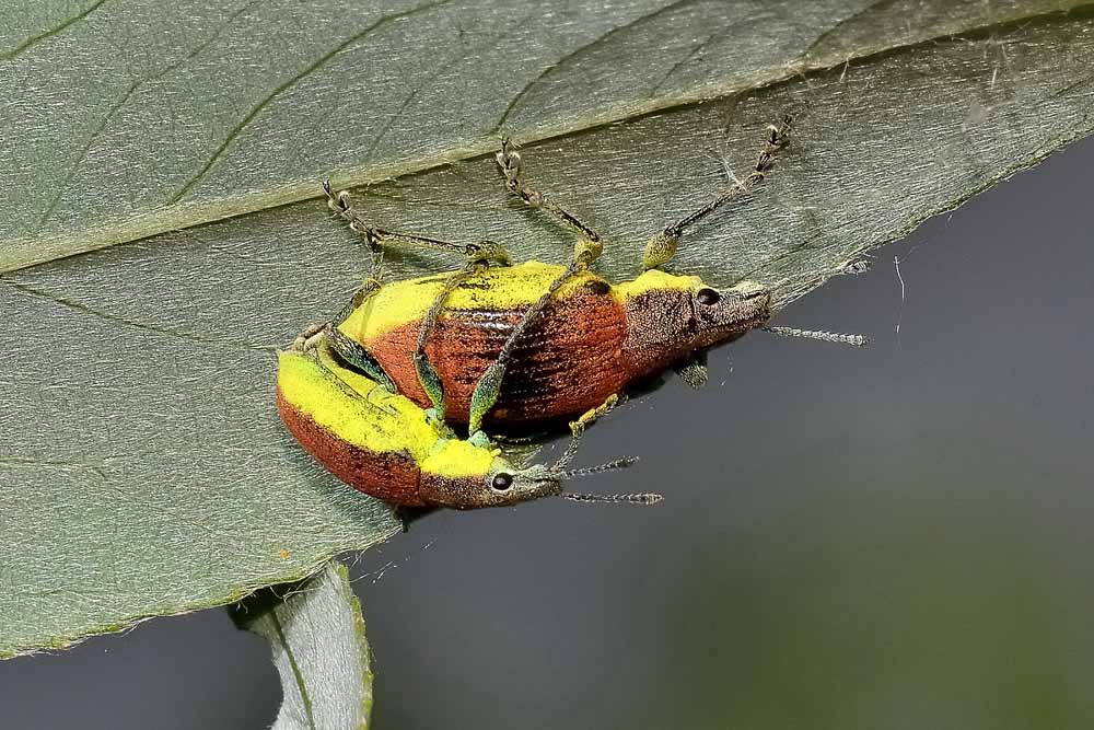 Chlorophanus graminicola